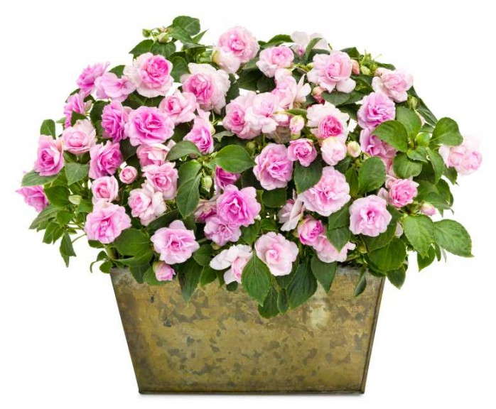 Rockapulco® Appleblossom Double Impatiens