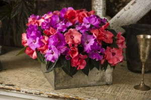 NEW FOR 2015! Ruffles™ New Guinea Impatiens