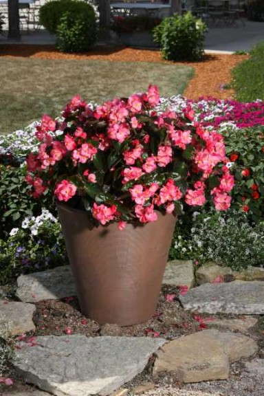 Surefire® Rose Begonia benariensis