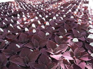 Coleus 'Colorblaze Marooned' (Pleasant View Gardens)