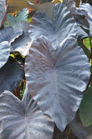 Colocasia 'Painted Black Gecko' (Plants Nouveau)