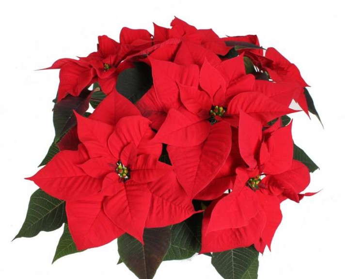 Poinsettia 'Pallas Red' (Beekankamp)