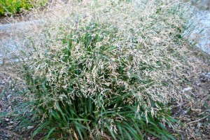 Popular Grass - Panicum 'Cape Breeze'