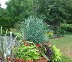 Panicum ‘Dallas Blue’