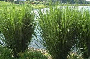Popular Grass - Panicum 'Northwind' 