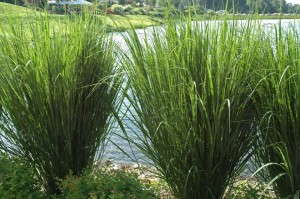 Panicum ‘Northwind’