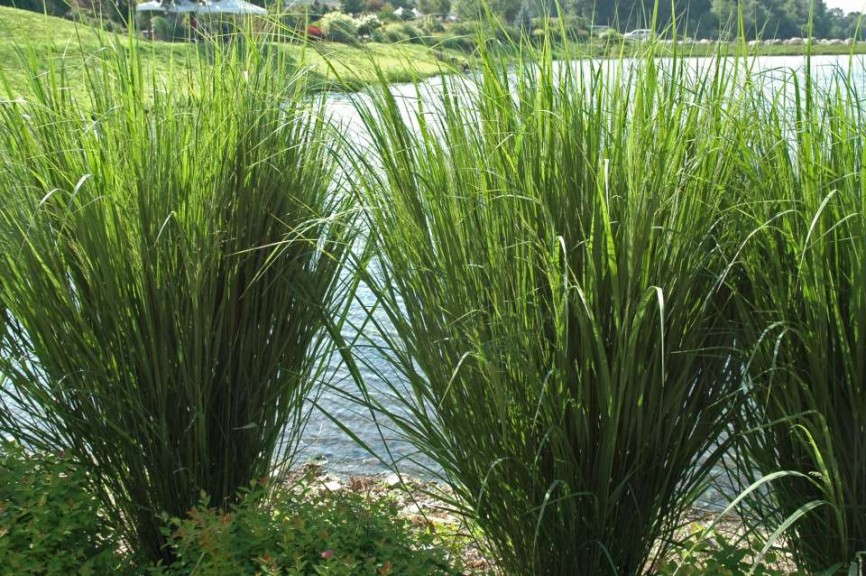Panicum ‘Northwind’