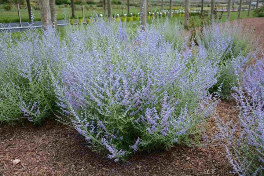 Perovskia ‘Little Lace’ (Star Roses And Plants)