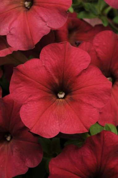Petunia 'Easy Wave Berry Velour' (Ball Seed)