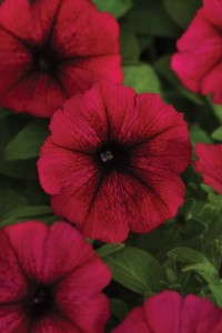 Petunia 'Starlet Burgundy' (Selecta)