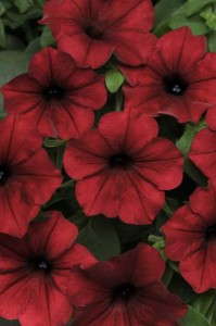 Petunia ‘Tidal Wave Red Velour’ F1