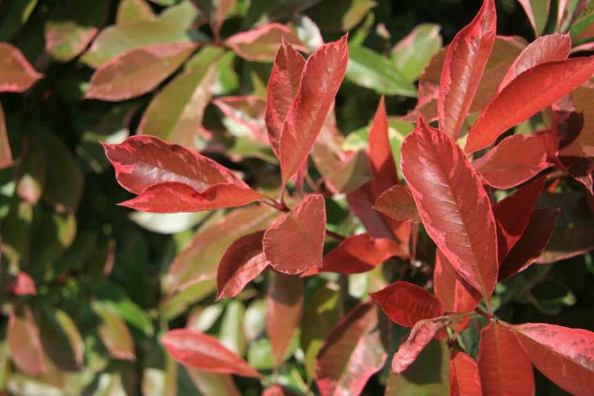 Photinia 'Pink Marble' (Star Roses & Plants)