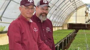 Southwest Perennials Improves Production, Shortens Crop Time With LEDs