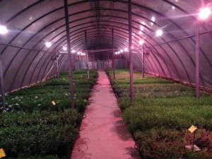 Vegetative Cuttings From Lit Stock Plants