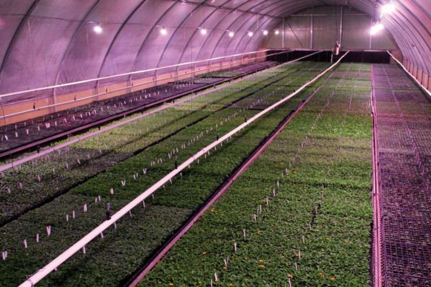 Vegetative Cuttings Propagated Under LEDs