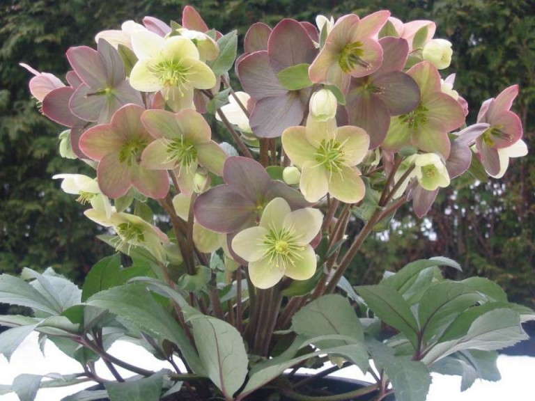Helleborus nigercors 'Candy Love' (Plants Nouveau)