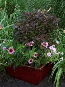 Weigela 'First Editions Shining Sensation' (Plants Nouveau)