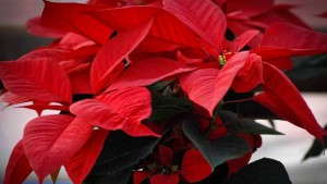 Dan Schantz Farm 2014 Poinsettia Trial Recap And 2015 Date Announcement