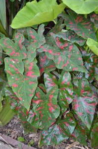 Caladium 'Poison Dart Frog' (Plants Nouveau)