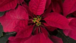 Please Take Greenhouse Grower’s 2016 Poinsettia Survey