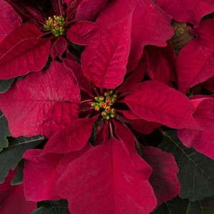 Poinsettia 'Prestige Burgundy' (Ecke Ranch)
