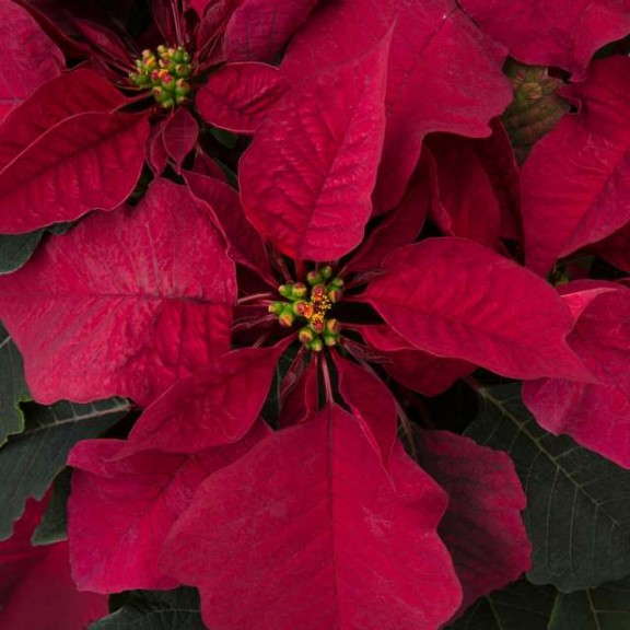 Poinsettia 'Prestige Burgundy' (Ecke Ranch)