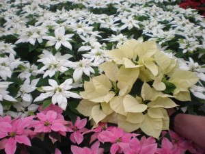 Princettia Euphorbias