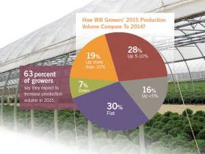 How Will Growers' 2015 Production Volume Compare To 2014?