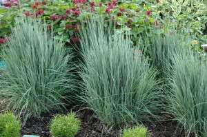 Schizachyrium scorparium ‘The Blues’