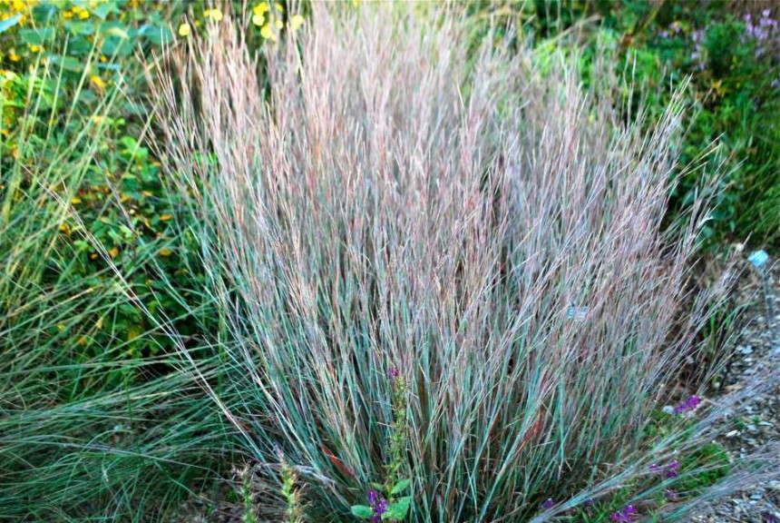 Schizachyrium ‘Standing Ovation’