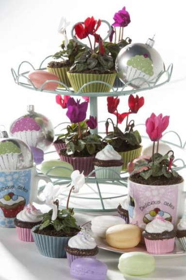 Cyclamen ‘Smartiz Astro Red’ (Morel Diffusion)