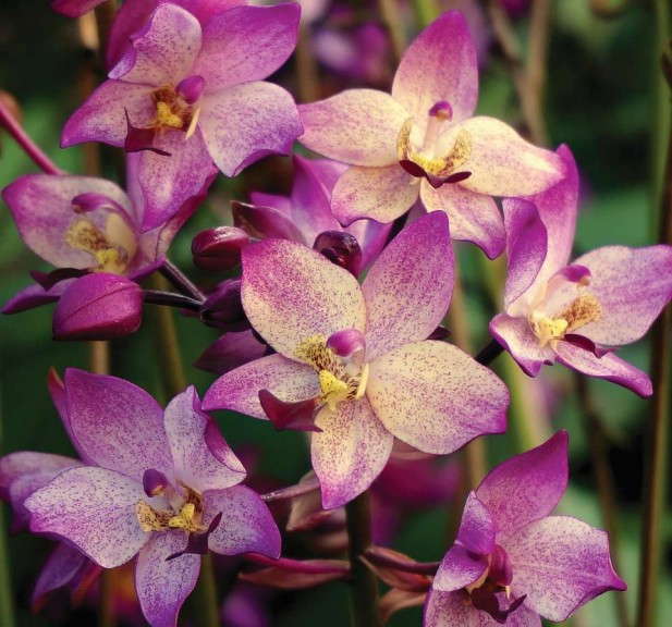 Spathoglottis 'Far Out Freckles' (Oglesby)