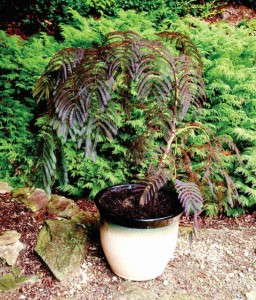Albizia 'Chocolate Fountain' (Star Roses & Plants)
