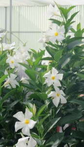 Mandevilla 'Sun Parasol Designer White' (Suntory Flowers)