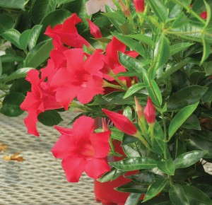 Mandevilla 'Sun Parasol Strawberry' (Suntory Flowers)