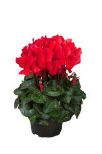 Cyclamen 'Allure' (Sakata)
