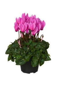 Cyclamen 'Verano' (Sakata)
