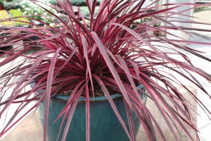 Cordyline ‘Raspberry Festival’  (Tesselaar Plants)
