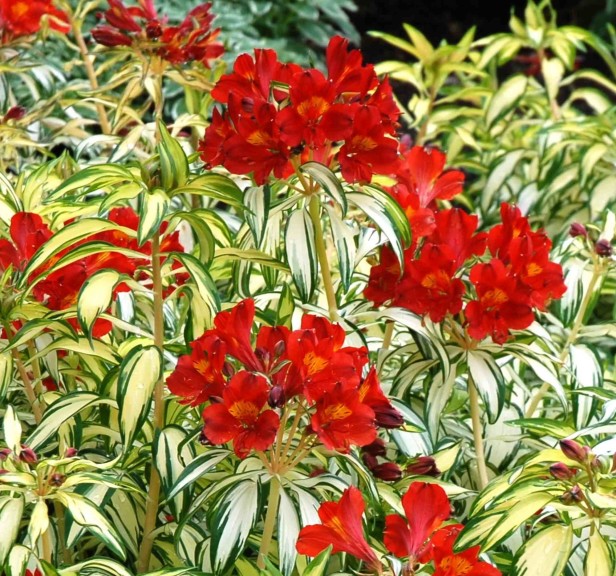 Alstroemeria ‘Rock & Roll’ (Tesselaar Plants)