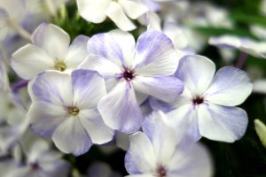 Phlox Volcano Series (Tesselaar Plants)