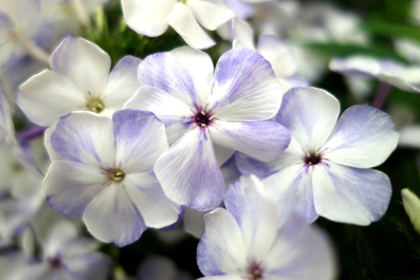 Phlox Volcano Series (Tesselaar Plants)