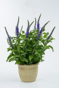 Veronica ‘Ronica Blue’ (Danziger)