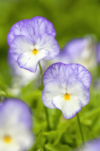 Viola ‘Bonnie Lassie Isabella’ (Blooms of Bressingham)