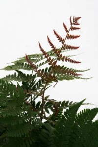 Dryopteris 'Compacta' (Vitro Plus)