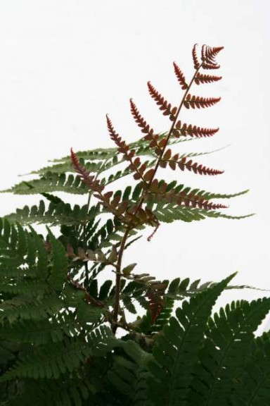 Dryopteris 'Compacta' (Vitro Plus)
