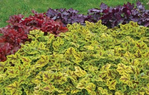 Heucherella ‘Leapfrog’ (Proven Winners)