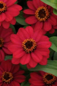 Zinnia 'Zahara Raspberry' (PanAmerican Seed)