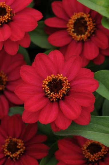 Zinnia 'Zahara Raspberry' (PanAmerican Seed)