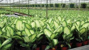 Innovations In Irrigation