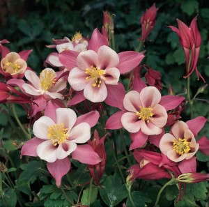 Aquilegia 'All Time Columbines Rad Rouge' (HGTV Home Plant Collection)